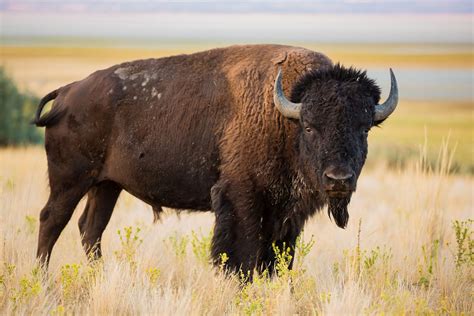 north american buffalo.